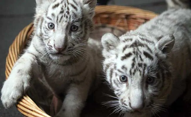 tiger cub