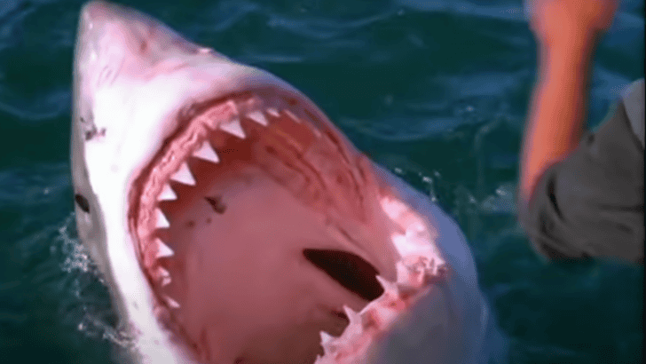 Breaking News: Scientists Have Finally Found a Way to Prevent Shark Attacks – with LED