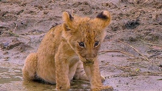 Baby Lion Got Himself in A Bit of Trouble and Had to get Rescued by its Mother