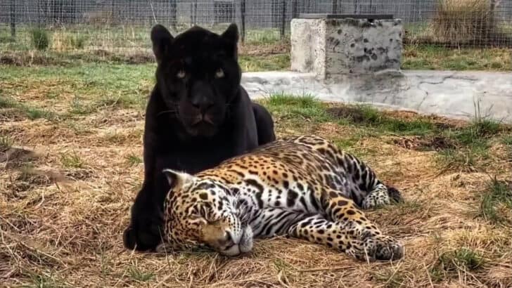 This Black Panther and Jaguar Shares A Beautifully Love Story
