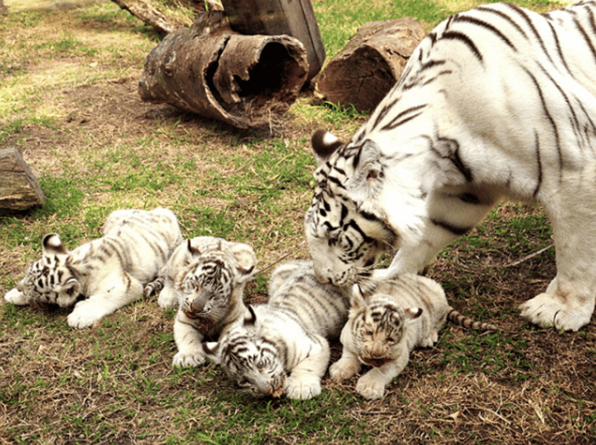 A Wonder - White Tiger Cubs. Credit: Buenos Aires Zoo