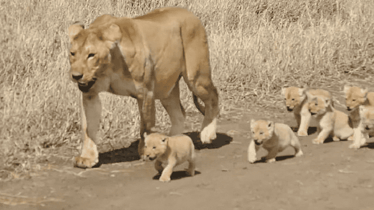 Six Lion cubs walking follow mom with believable face | so adorable all cubs (Video)