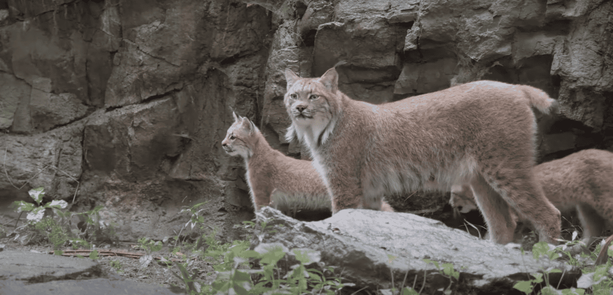 Lynx cubs born. Credit: Vienna Zoo