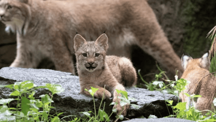 Three Canada Lynx Cubs Debut at the Queens Zoo (Video)