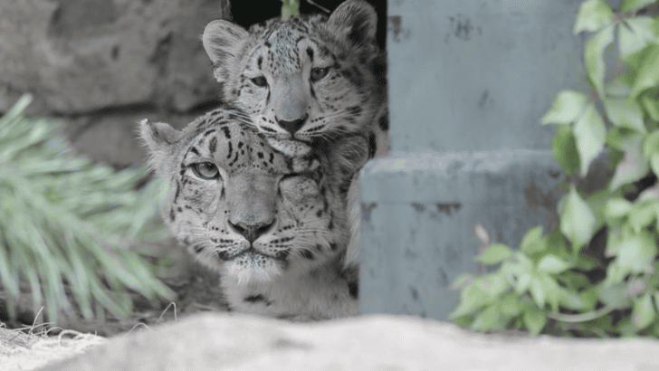 Snow Leopard Cub Milja Charms Visitors During Her First Public Appearance at Milwaukee County Zoo