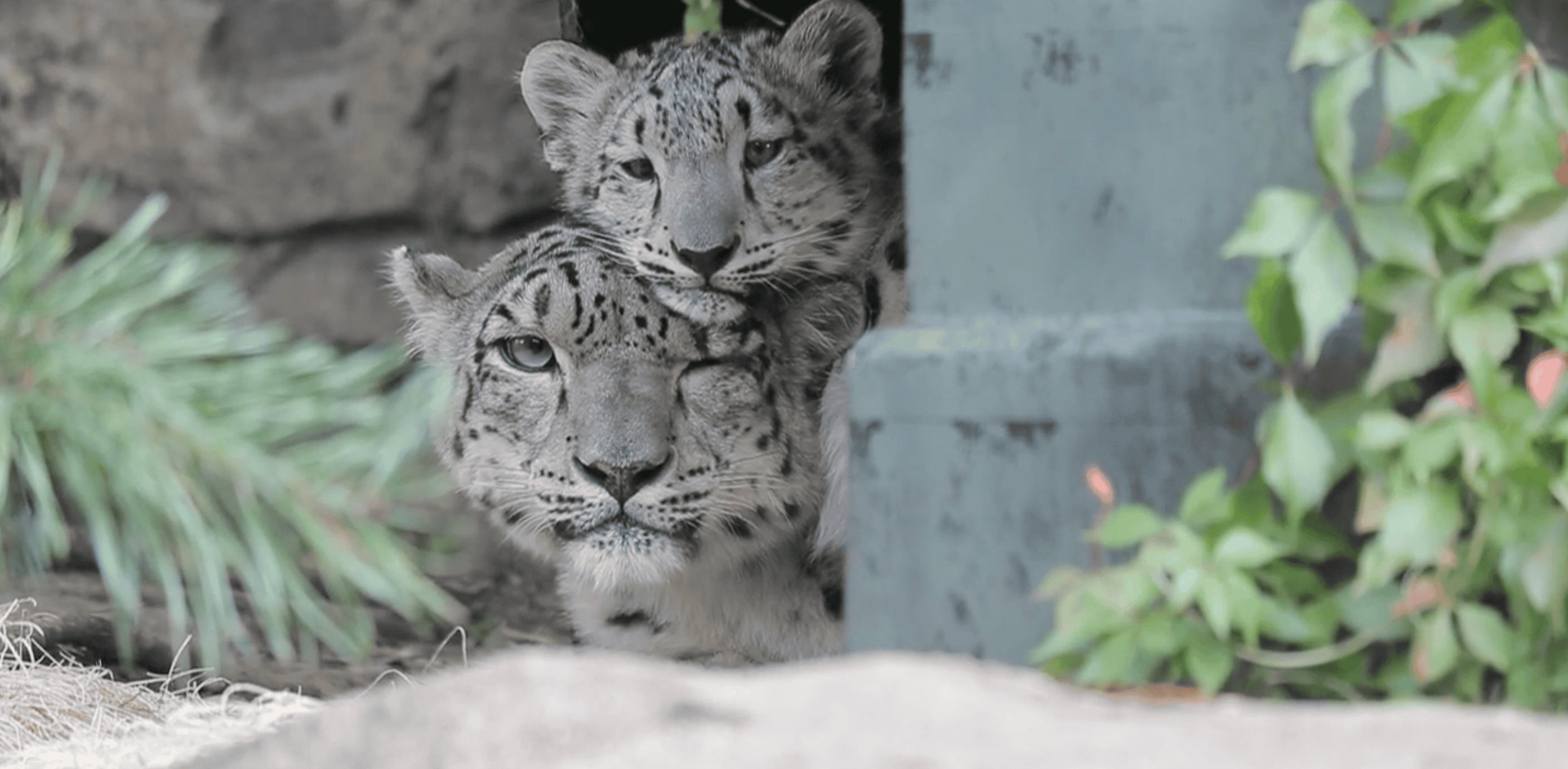 Snow Leopard Cub Milja Charms Visitors During Her First Public ...