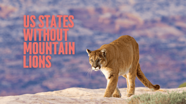 US States Without Mountain Lions