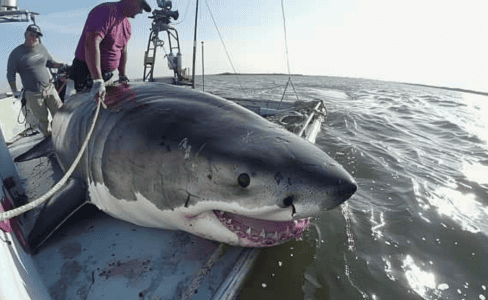 Fishers Catch Massive Great White Shark Off South Carolina Coast Weighing Nearly 3,000 Pounds