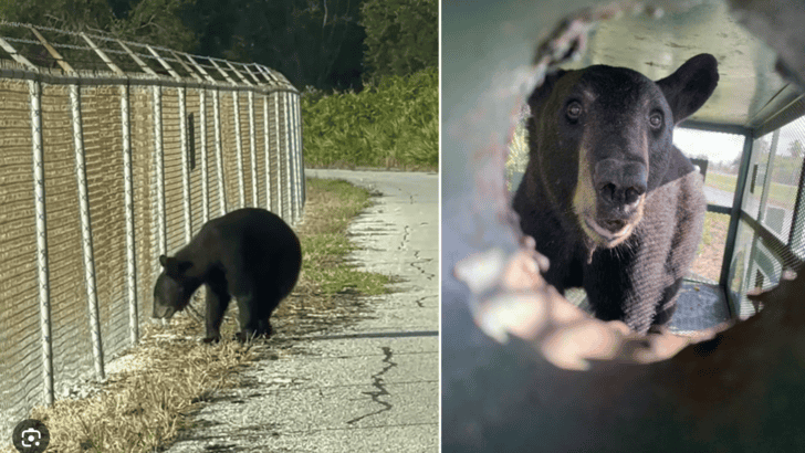 Bear’s Bold Airport Adventure Chaos at Tampa International