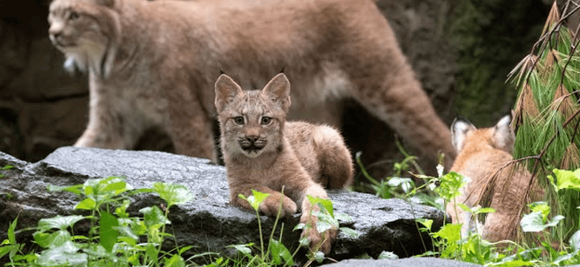 Lynx cubs born. Credit: Queens Zoo