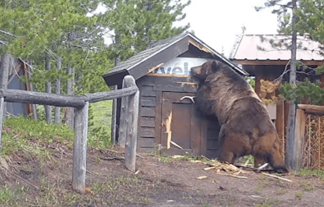 Source: Youtube, NBC Montana, Jamie Goguen