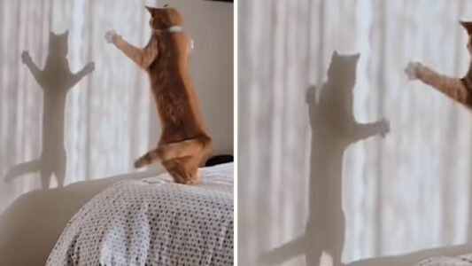 This Kitty Enjoys Chasing Shadows