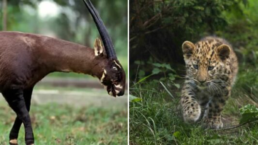 Top 10 Most Endangered Species