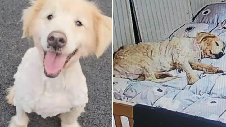Dog Spent 10 Years Leashed Near A Cliff