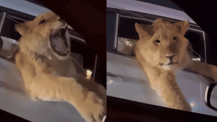 Lion Seen In Car Window In Dubai!