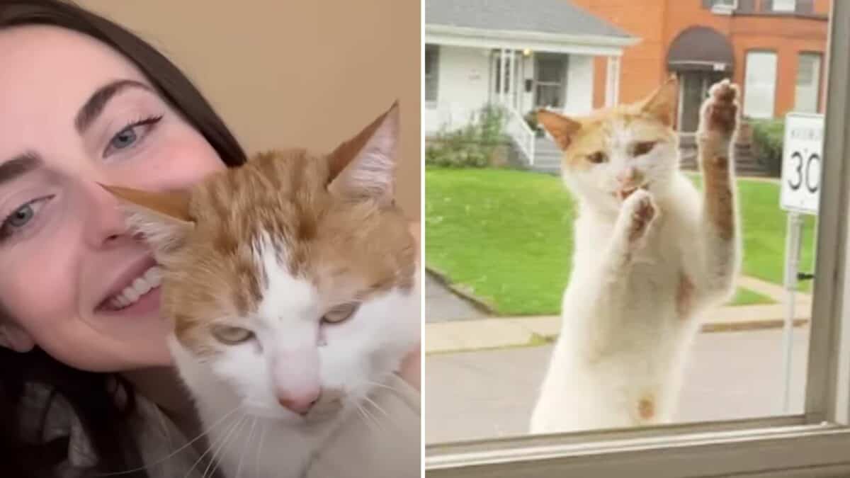 Stray Cat Climbs Up To This Woman's Window For Affection