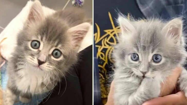Fragile Kitten Purrs Her Way Into Recovery And Becomes A Happy Fluff Ball
