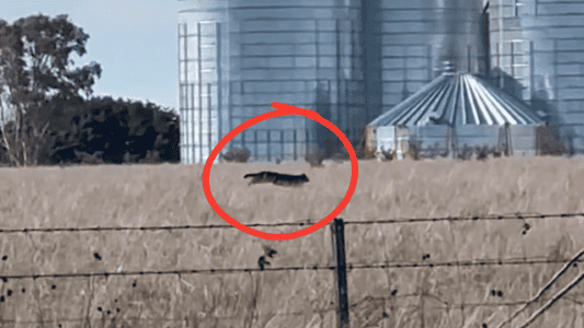 Rare Footage Of Black Panther Running Through Victoria