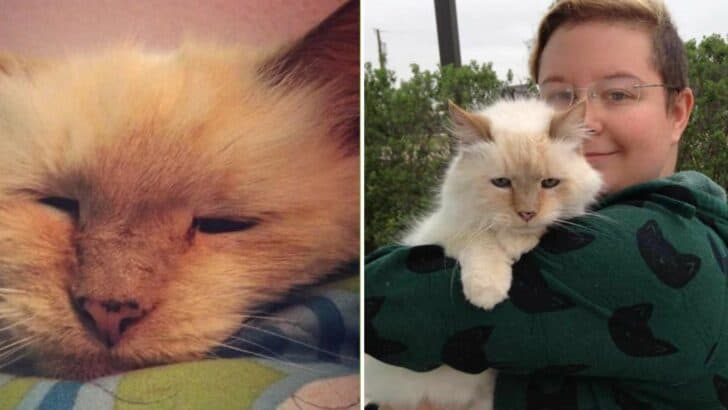 17-Year-Old Cat Find Loving Home Again After Being Abandoned