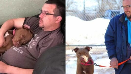 Missing Dog Travels 1,300 Miles To Discover Her Owner Doesn’t Want Her