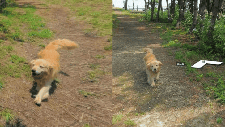 Dog Follows Google Maps Snapper & Appears In 1000 Photo