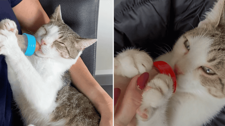 Rescued Cat Loves Being Bottle-Fed and Won’t Stop