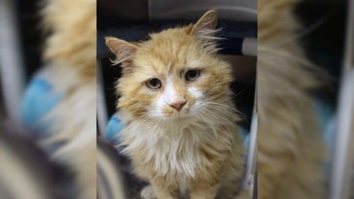 Cat Walks 12 Miles To Reunite With Family Who Abandoned Him Only to Be Rejected Again