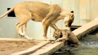 mother lion pushes cub into water