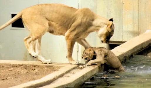 Mother Lion Pushes Cub Into Water to Teach It How to Swim