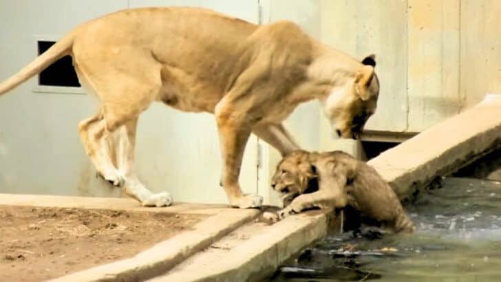 Mother Lion Pushes Cub Into Water to Teach It How to Swim