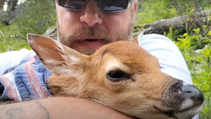 Hunter Saves Baby Deer Close to Drowning and Brings It Home