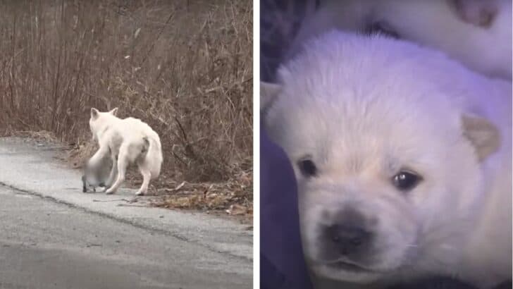 Mother Dog Caught in Hunting Trap and Goes Looking For Her Babies