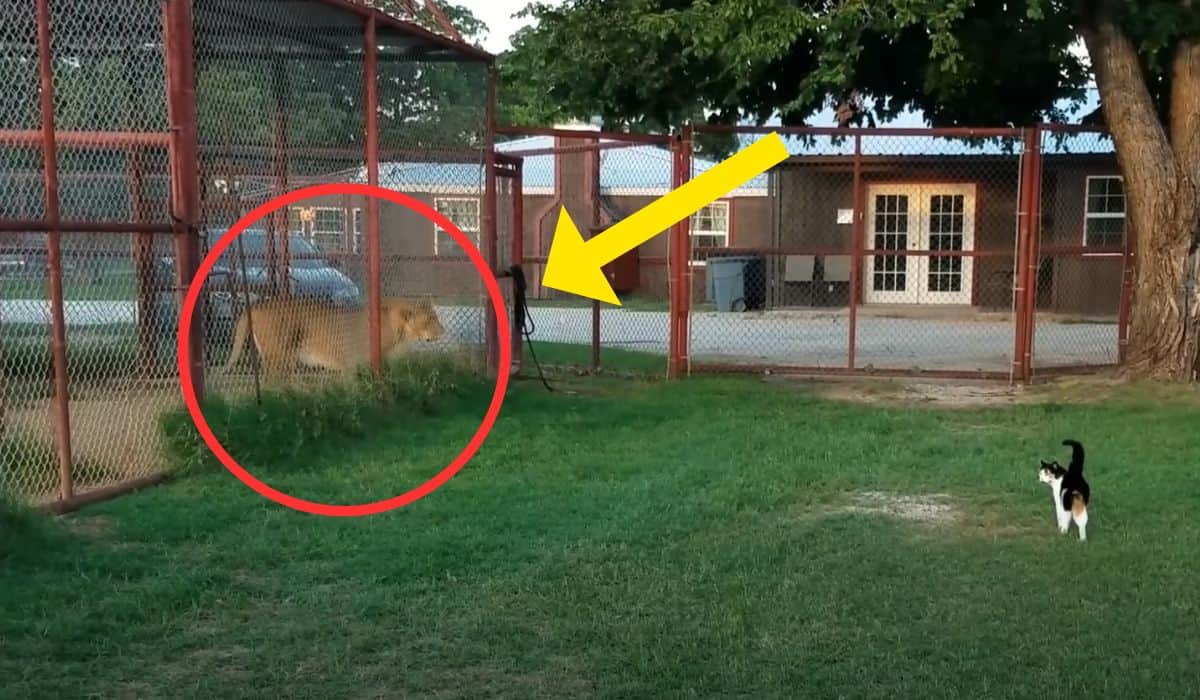 cat challenges lion