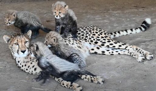 Newborn Baby Cheetah Cubs Playing With Their Mom (Will Melt Your Heart!)
