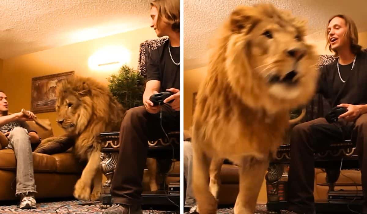 lion hangs out in living room