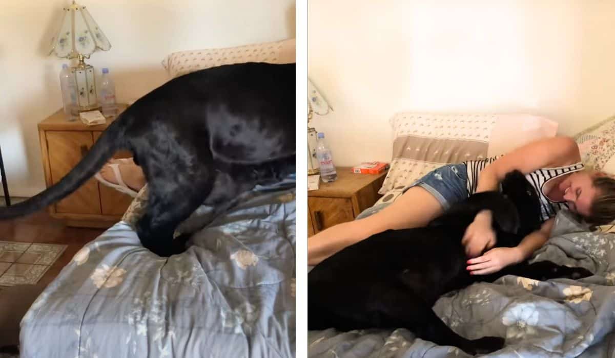 pet panther jumps into bed