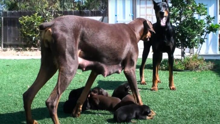 Doberman Dog Mom Protecting Her Puppies From Dad