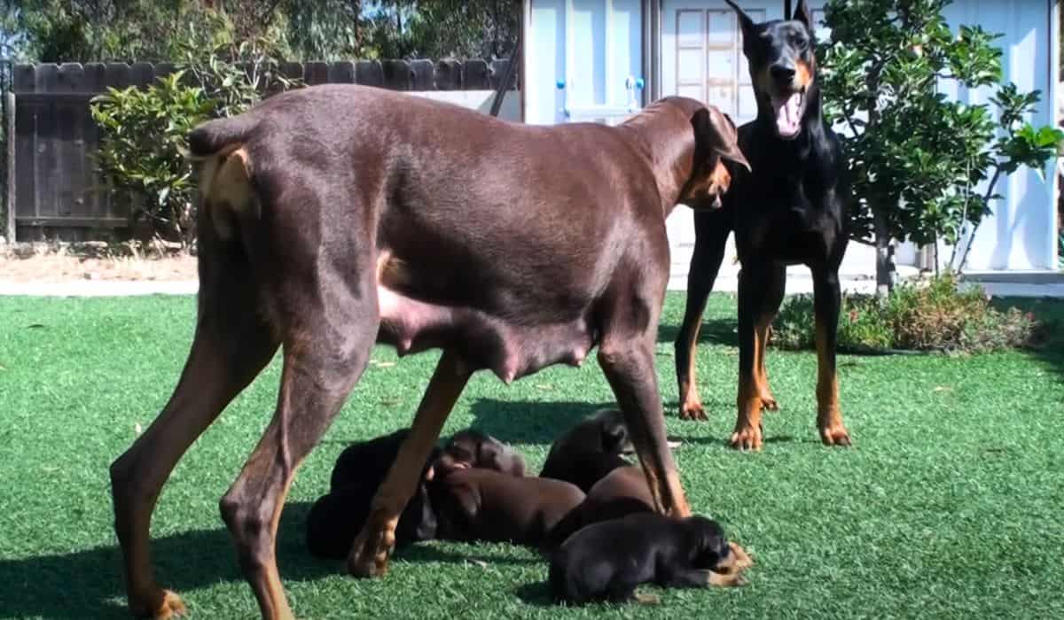 doberman protecting puppies