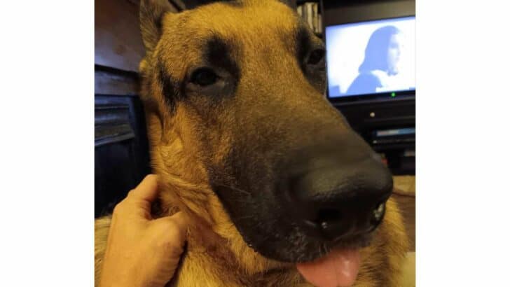 Pet of the Month: Chester the German Shepherd