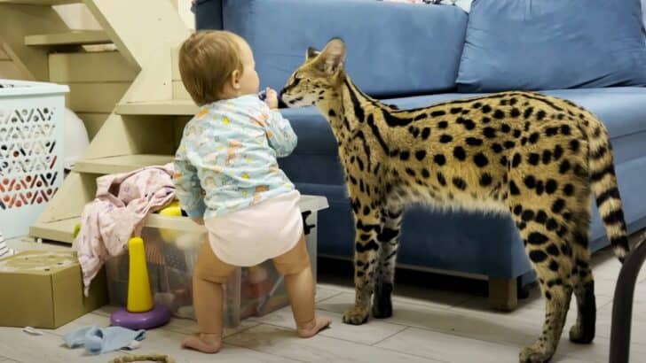 Extremely Loving and Patient Serval Cat Plays with Human Baby