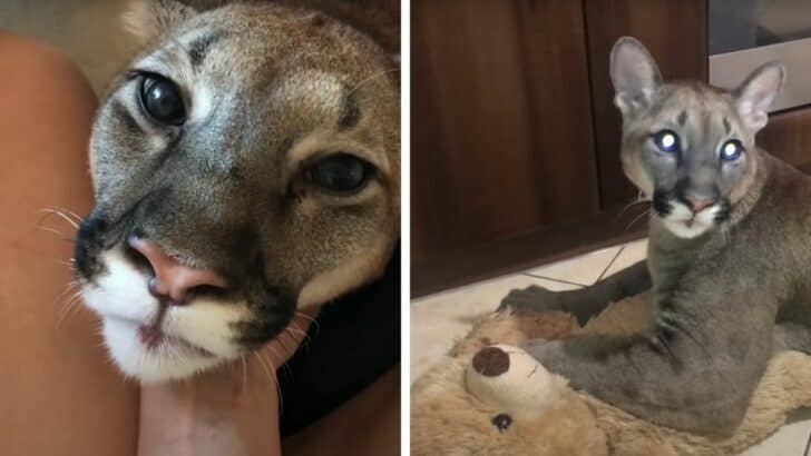 Pet Puma Demands Cuddles and Plays with Its Own Teddy Bear