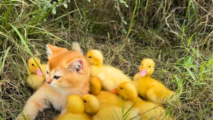 Kitten Takes Ducklings on an Adventure to Find a Treasure