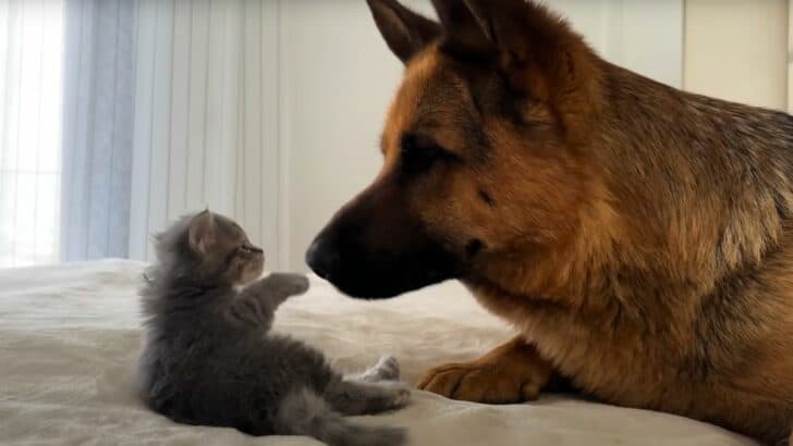 German Shepherd Meets a Kitten For the First Time and Quickly Become Friends