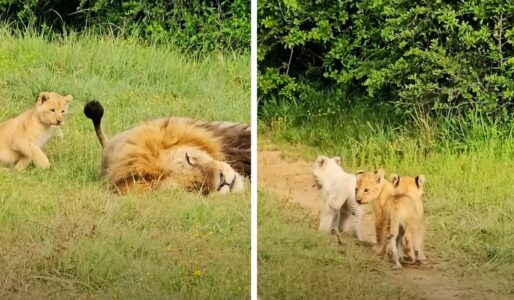 Naughty Lion Cubs Disturb Their Sleeping Dad Trying to Nap
