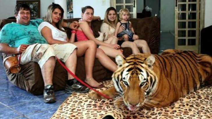 Meet This Family Who Lives with 7 Pet Tigers