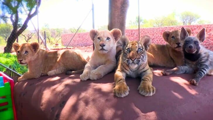 Baby Lions, Baby Tiger & Baby Hyena are the Happiest Family