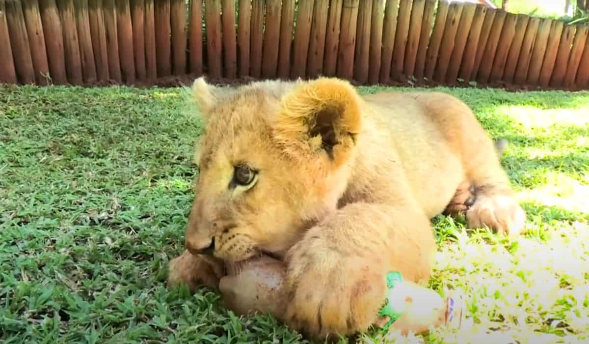 baby lion tiger hyena