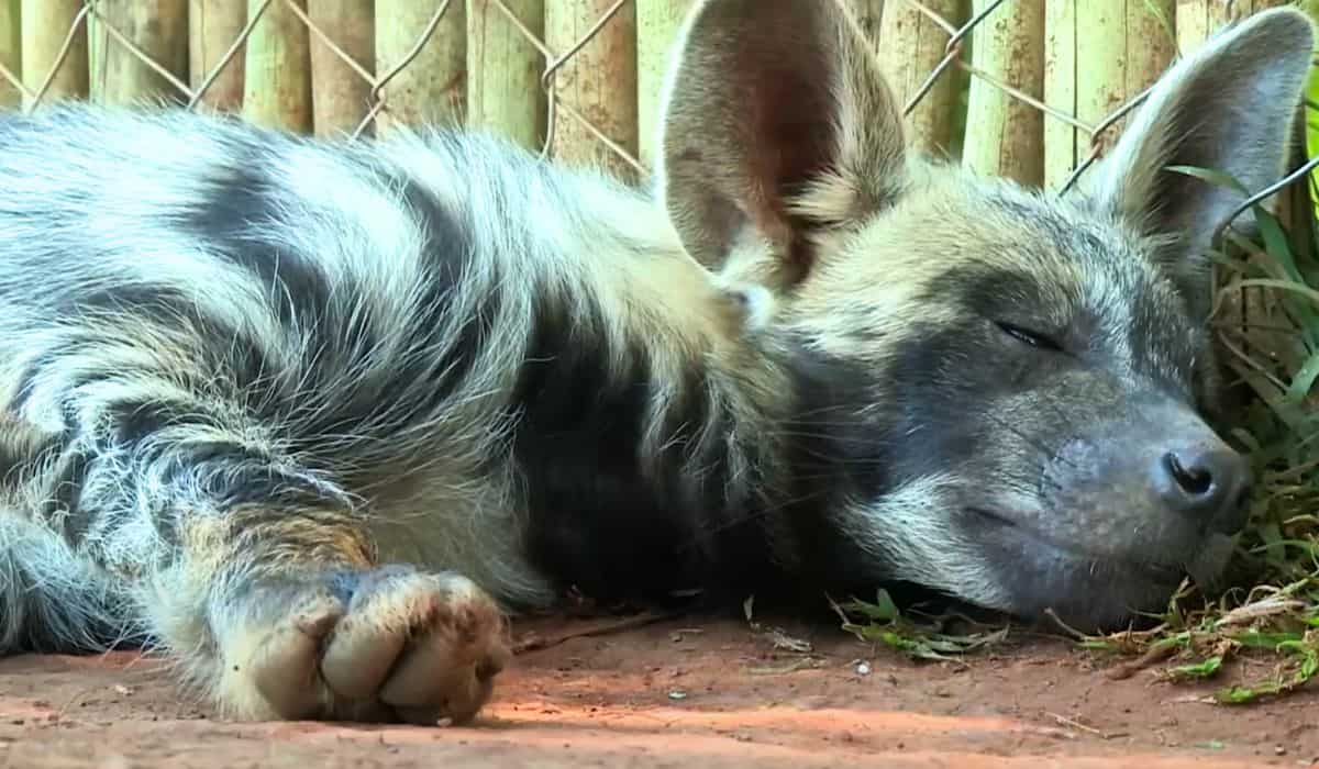baby lion tiger hyena