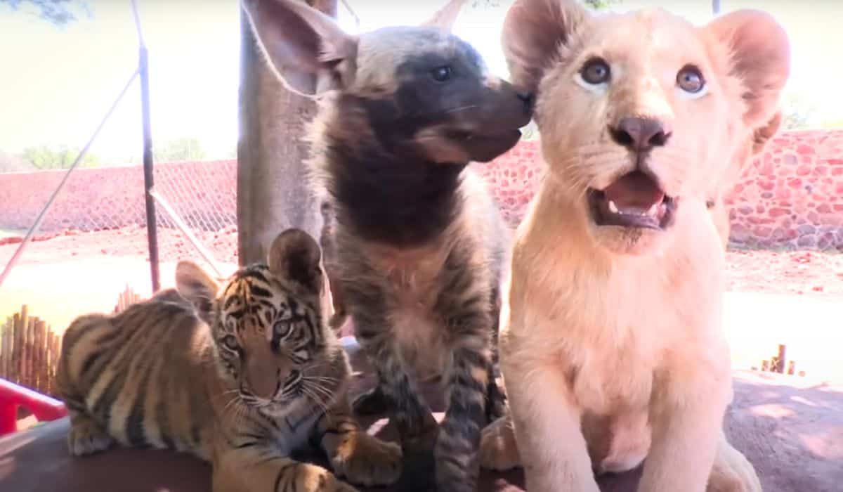 baby lion tiger hyena
