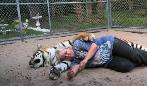 Florida Woman Retired Early To Keep White Bengal Tigers in Her Garden